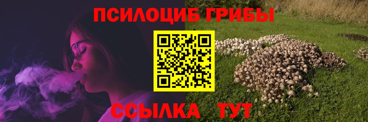 Галлюциногенные грибы Psilocybe Электрогорск